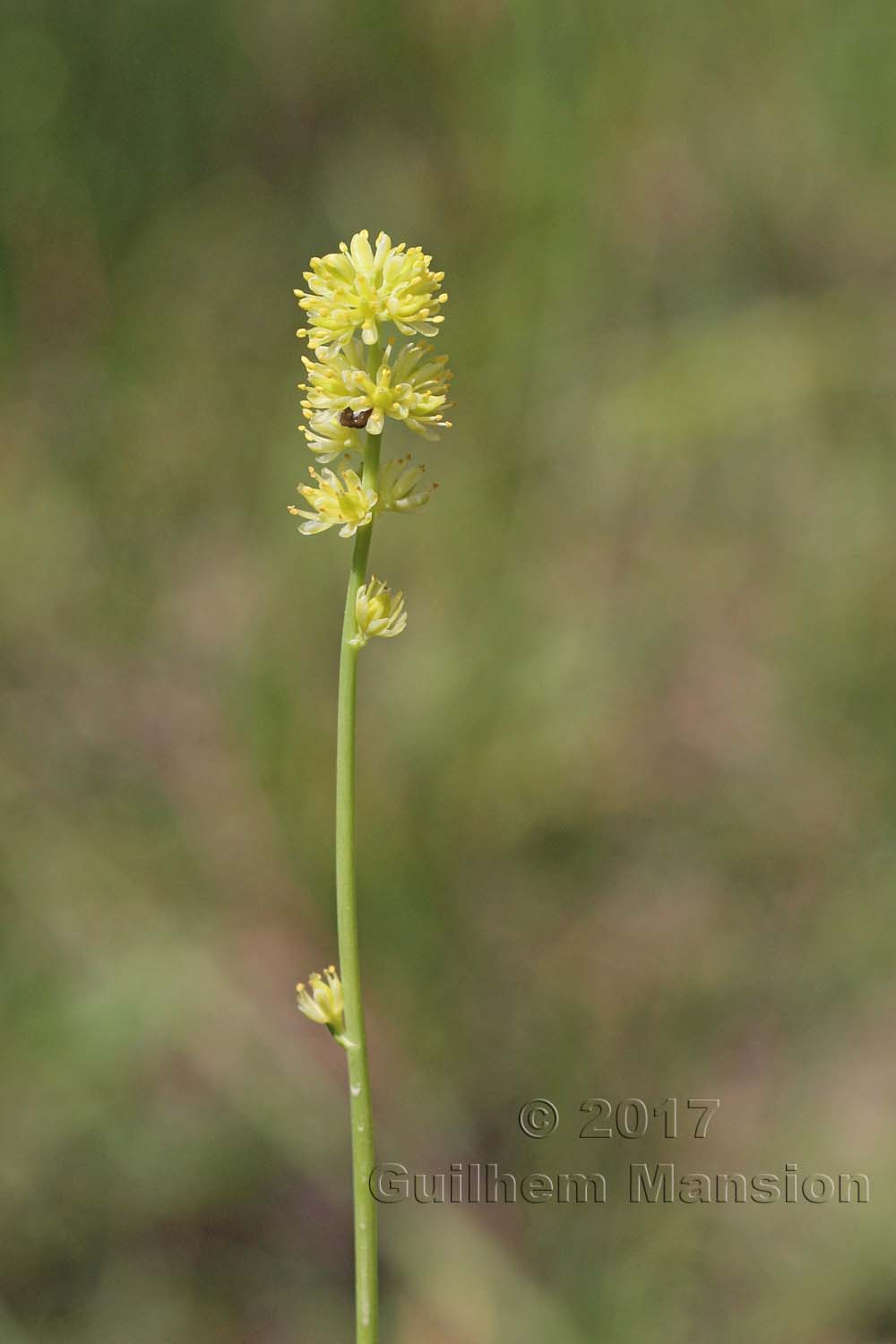 Tofieldia calyculata