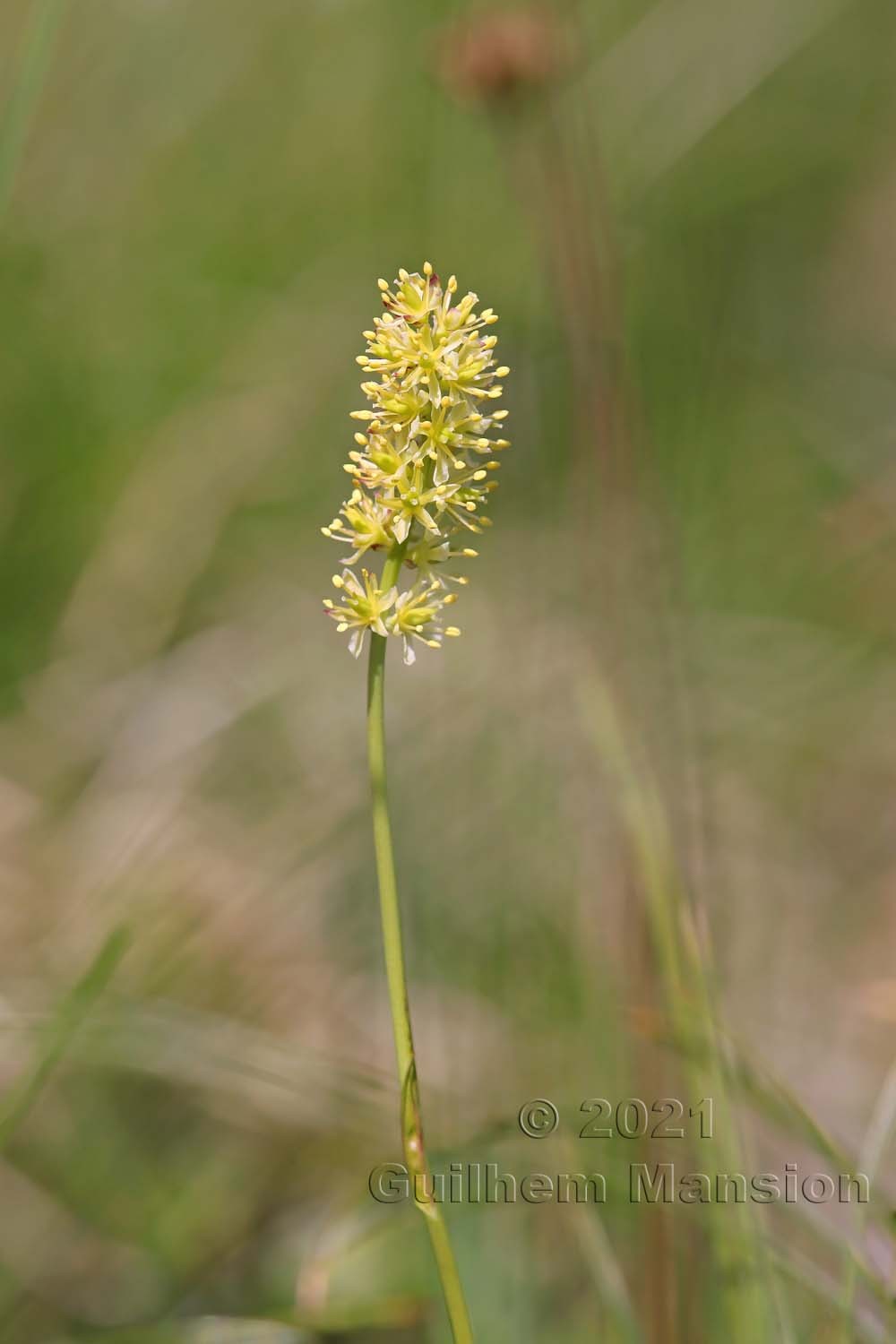 Tofieldia calyculata