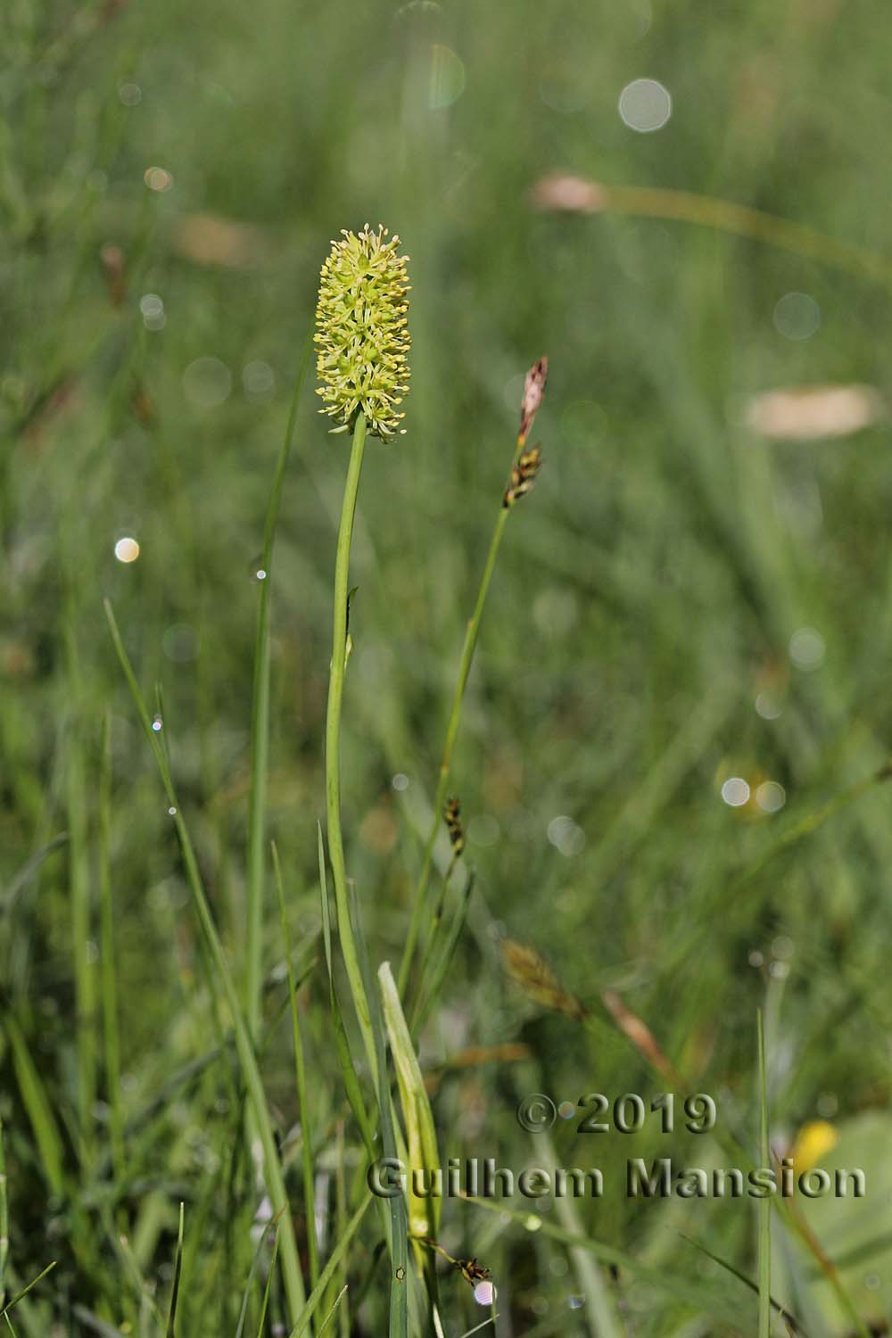 Tofieldia calyculata