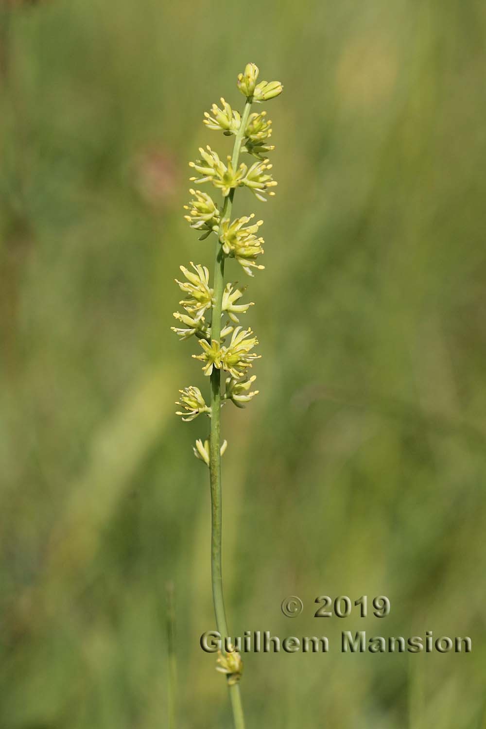 Family -  Tofieldiaceae