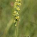 Family -  Tofieldiaceae