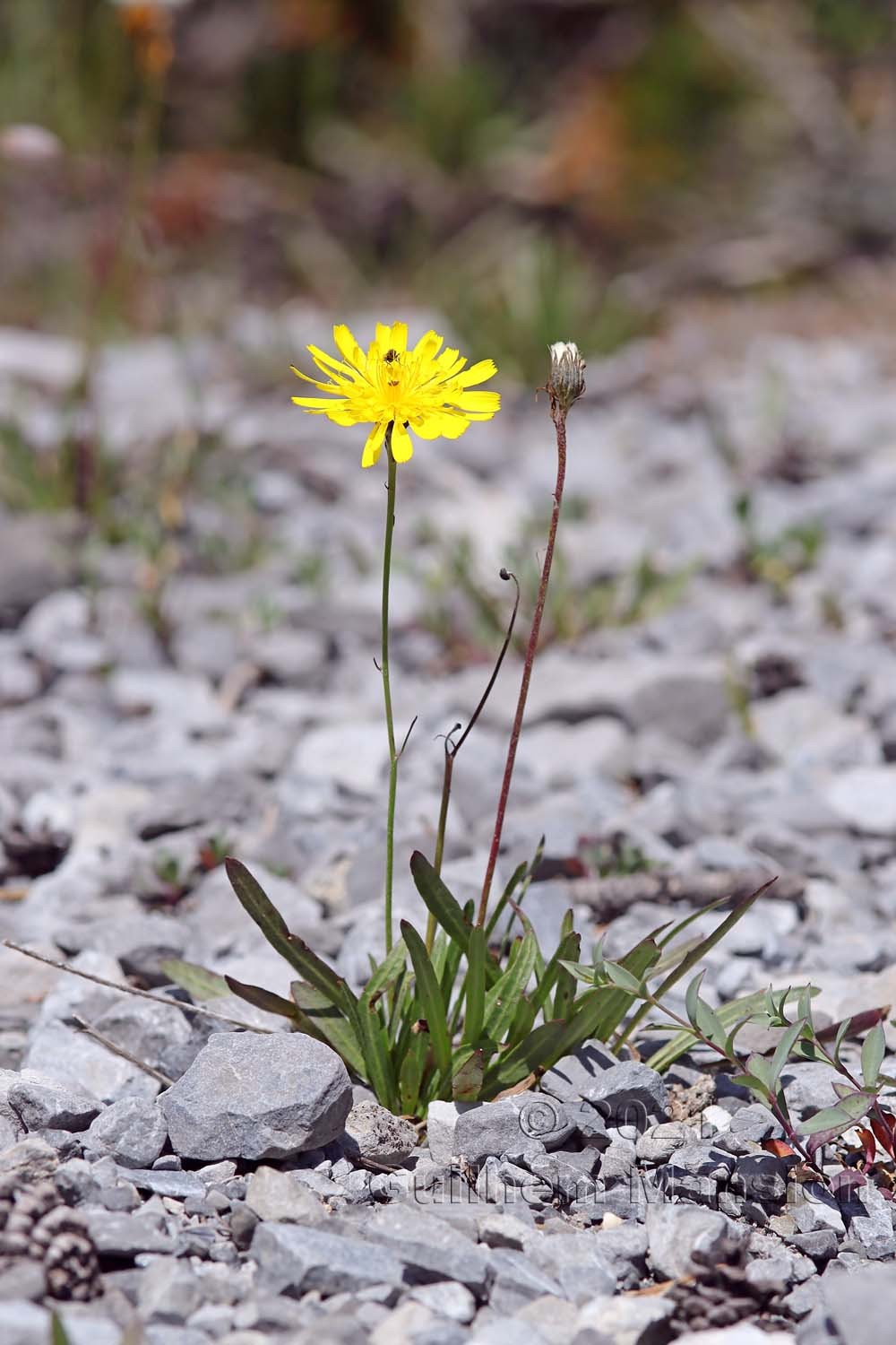 Tolpis staticifolia