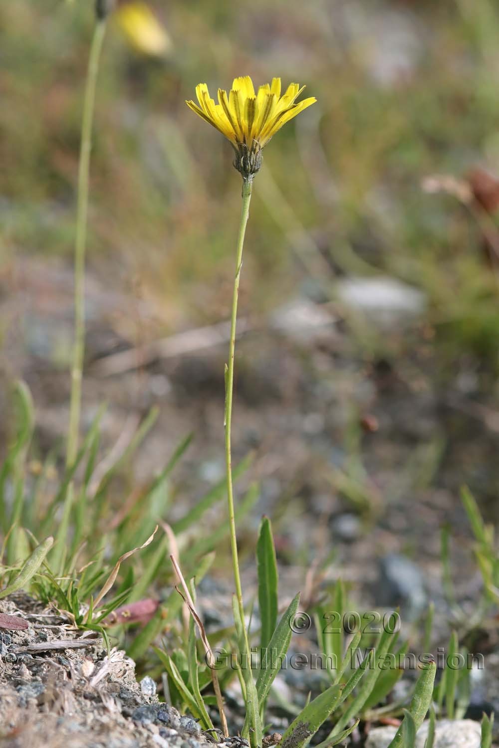 Tolpis staticifolia