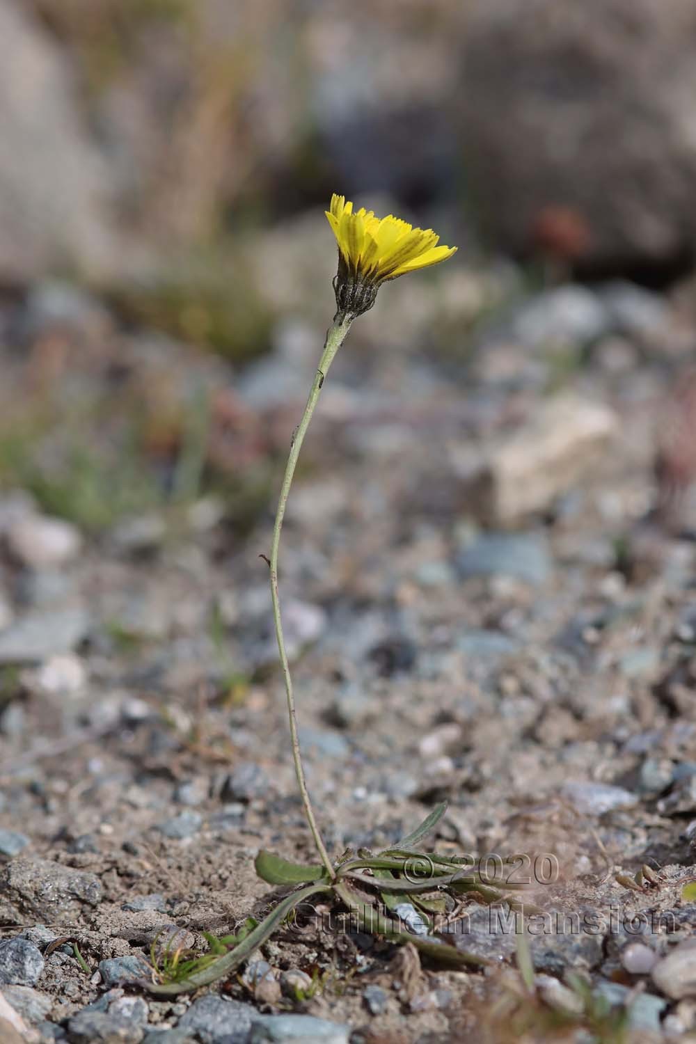 Tolpis staticifolia