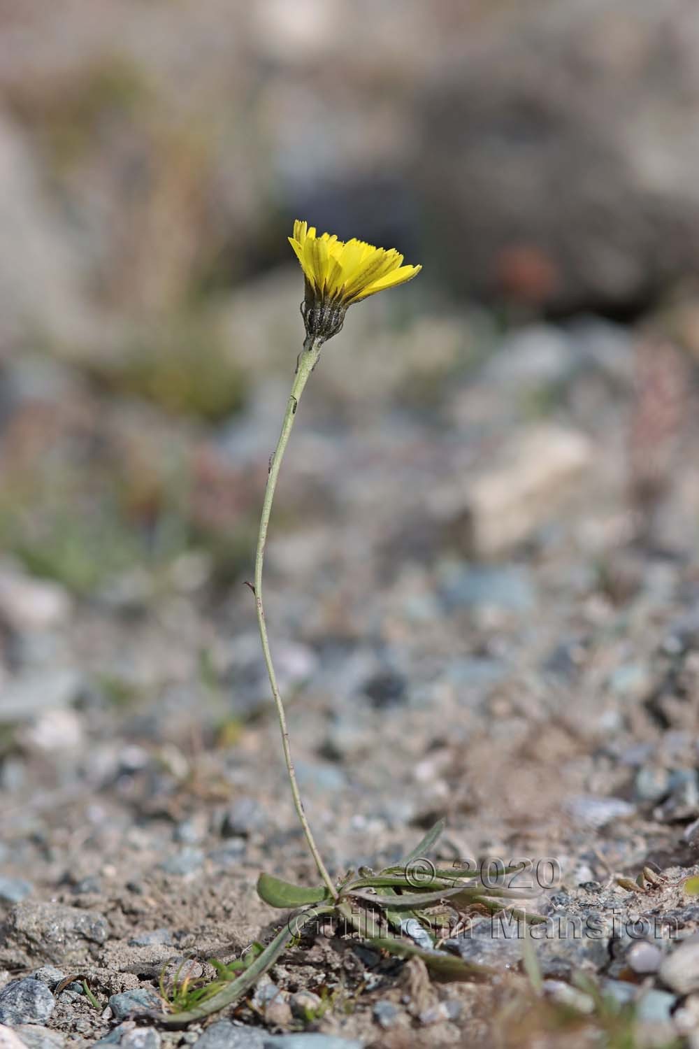 Tolpis staticifolia