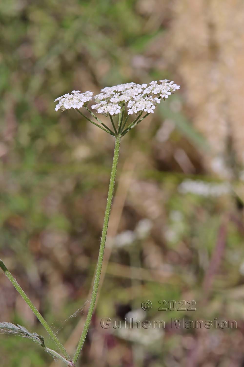 Torilis arvensis