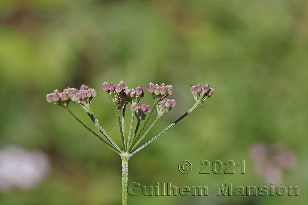 Torilis japonica