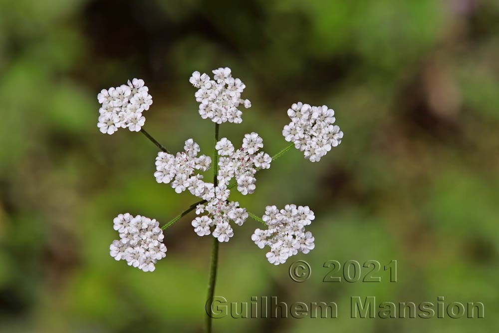 Torilis japonica