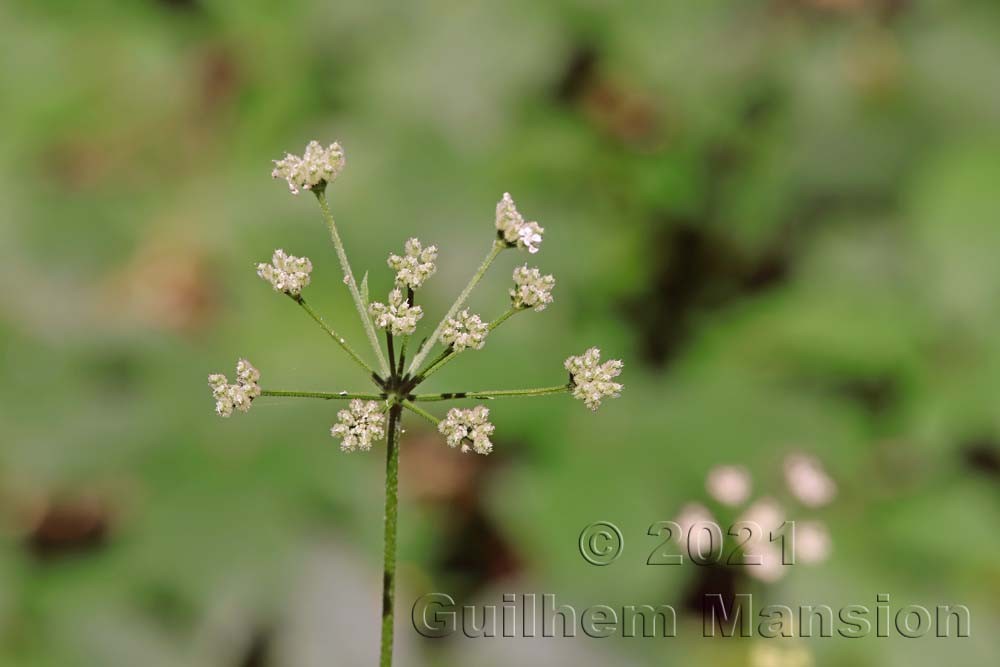 Torilis japonica