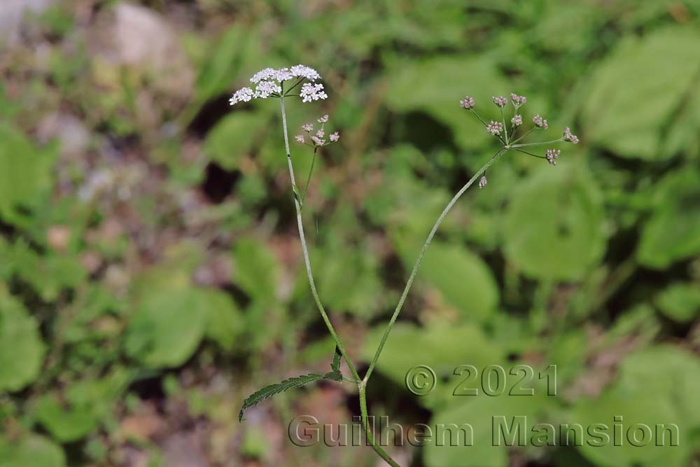 Torilis japonica