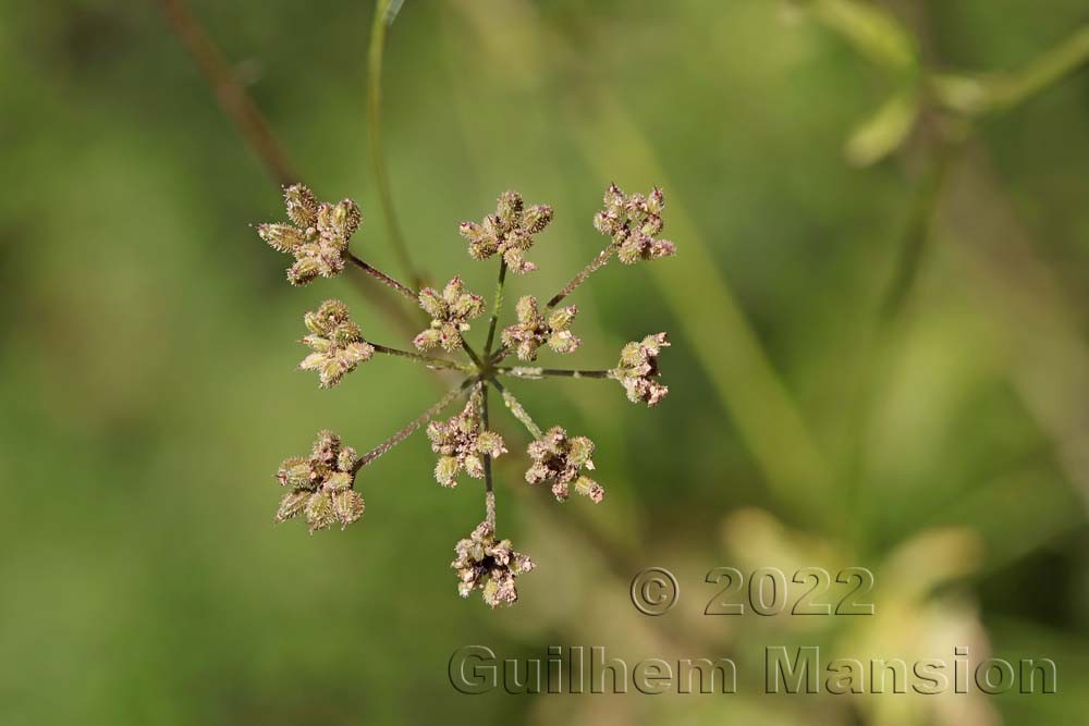 Torilis japonica