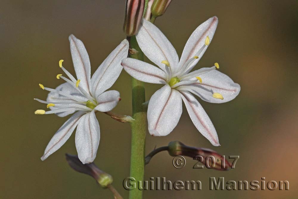 Famille - Asphodelaceae