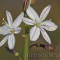 Family - Asphodelaceae