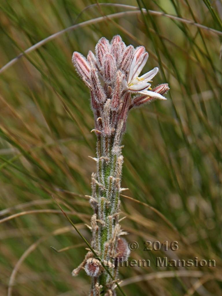 Trachyandra hirsutiflora