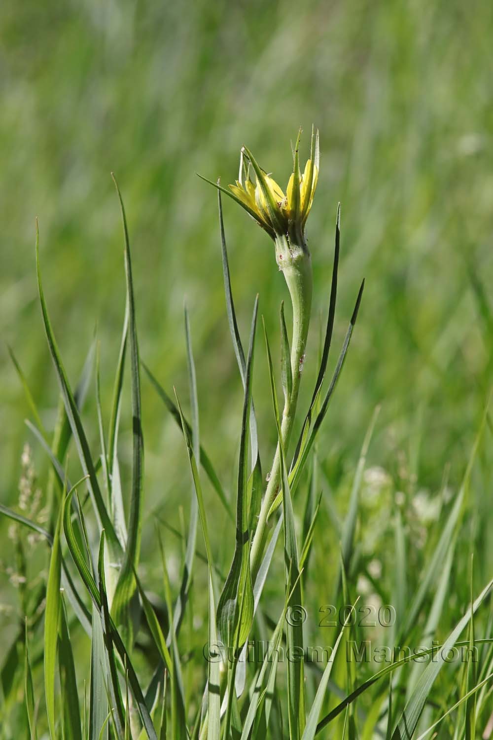 Tragopogon dubius