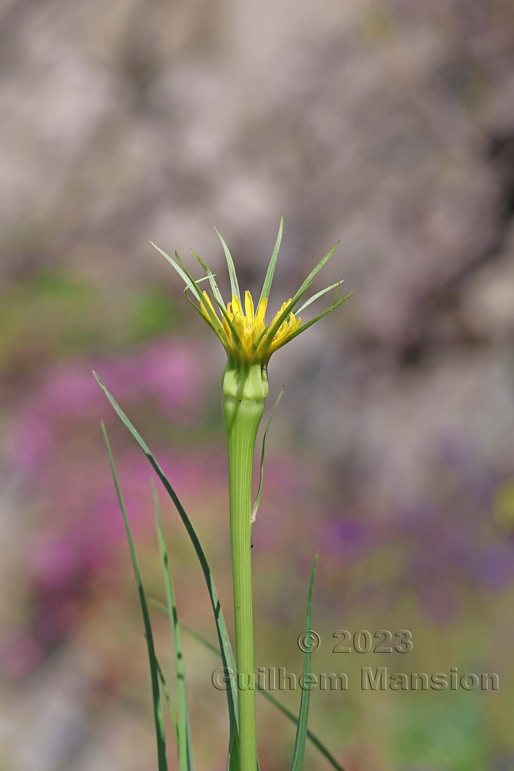 Tragopogon dubius