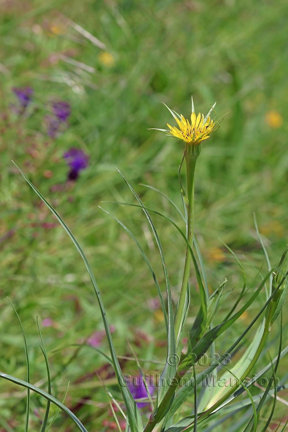 Tragopogon dubius