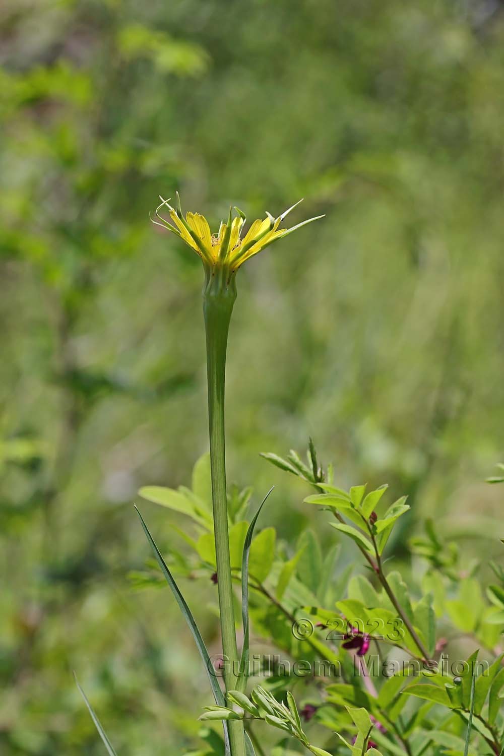 Tragopogon dubius