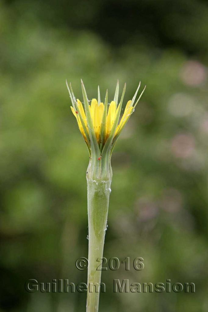 Tragopogon dubius