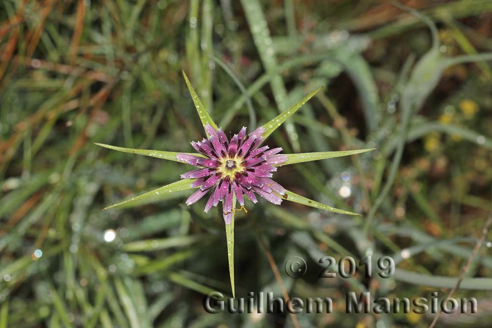 Tragopogon porrifolius