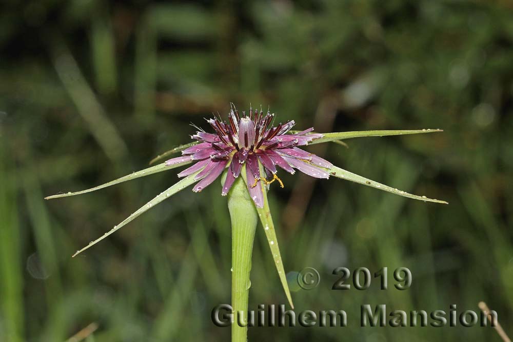 Tragopogon porrifolius