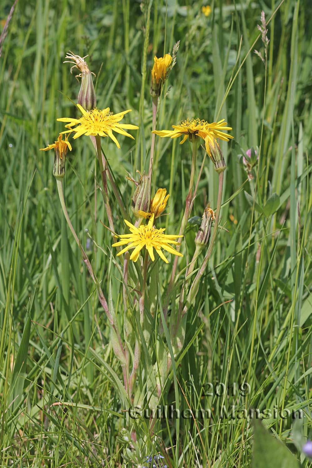 Tragopogon pratensis