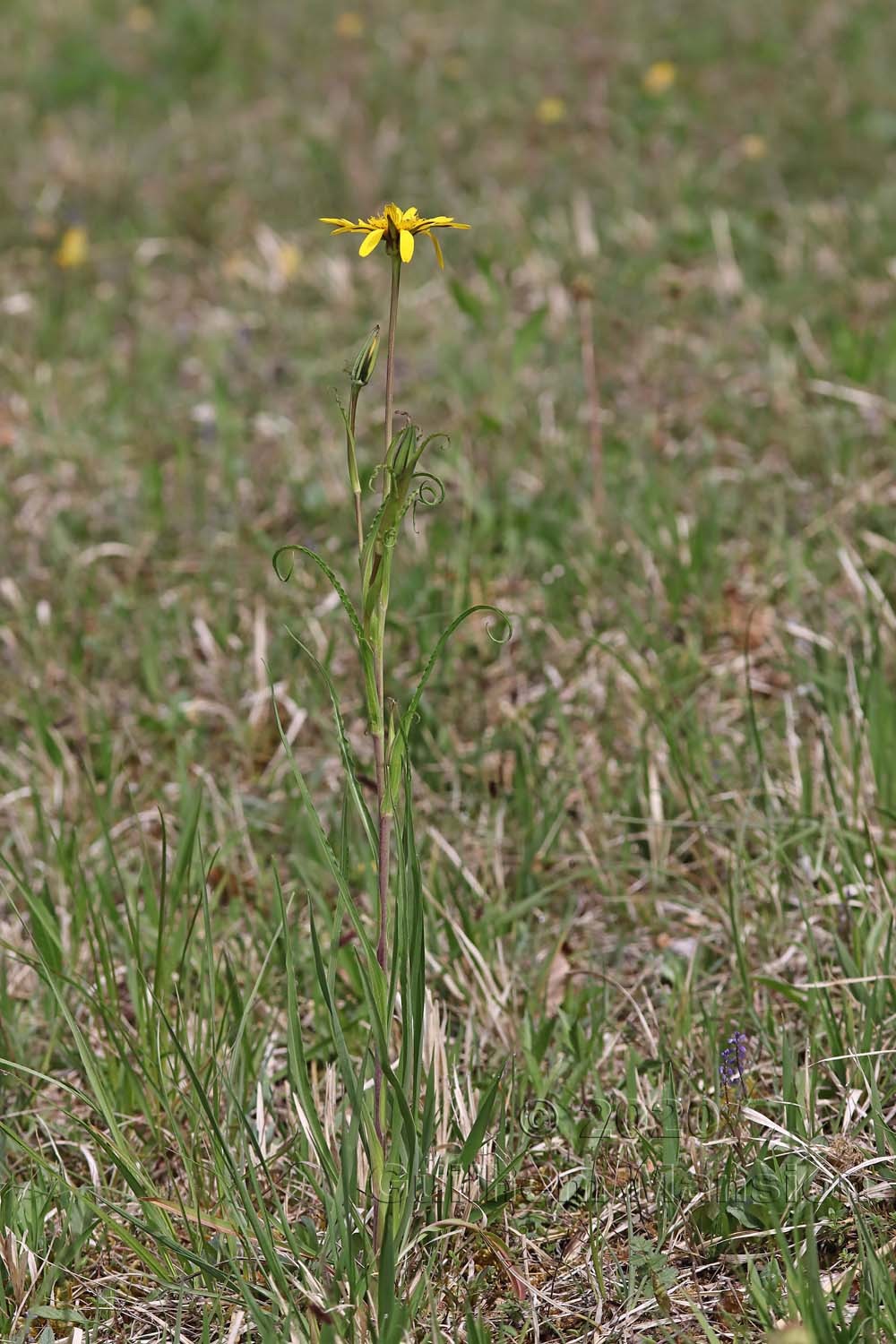 Tragopogon pratensis