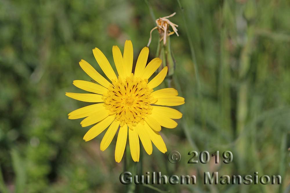 Tragopogon pratensis