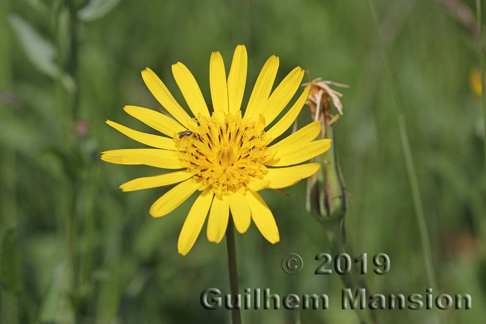 Tragopogon pratensis