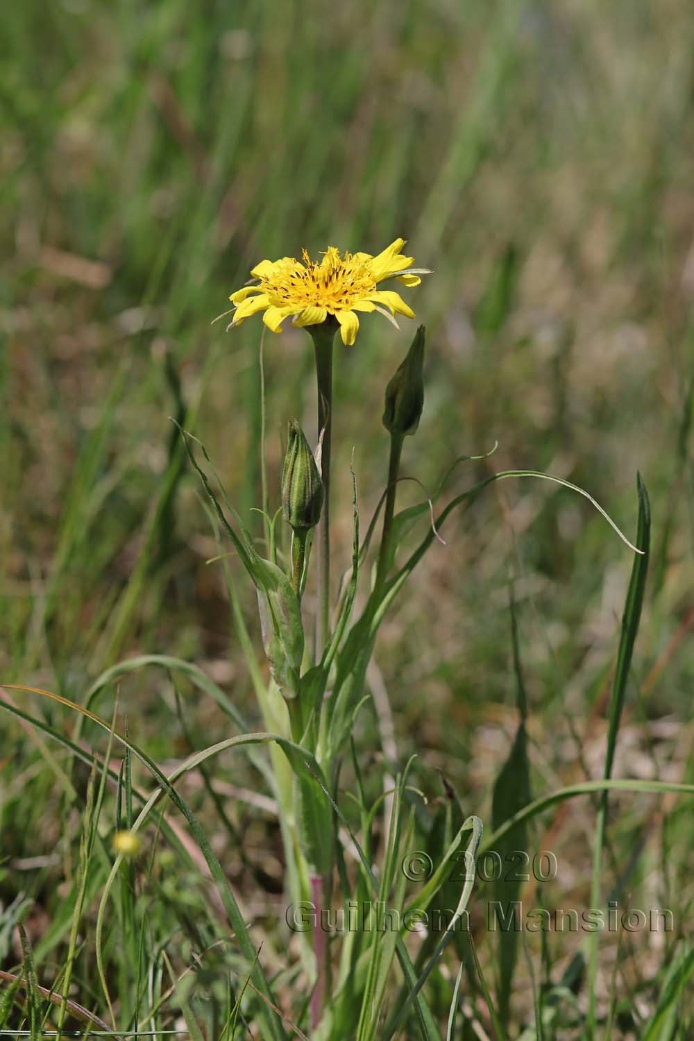 Tragopogon pratensis