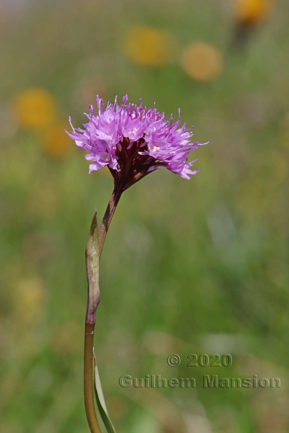 Traunsteinera globosa