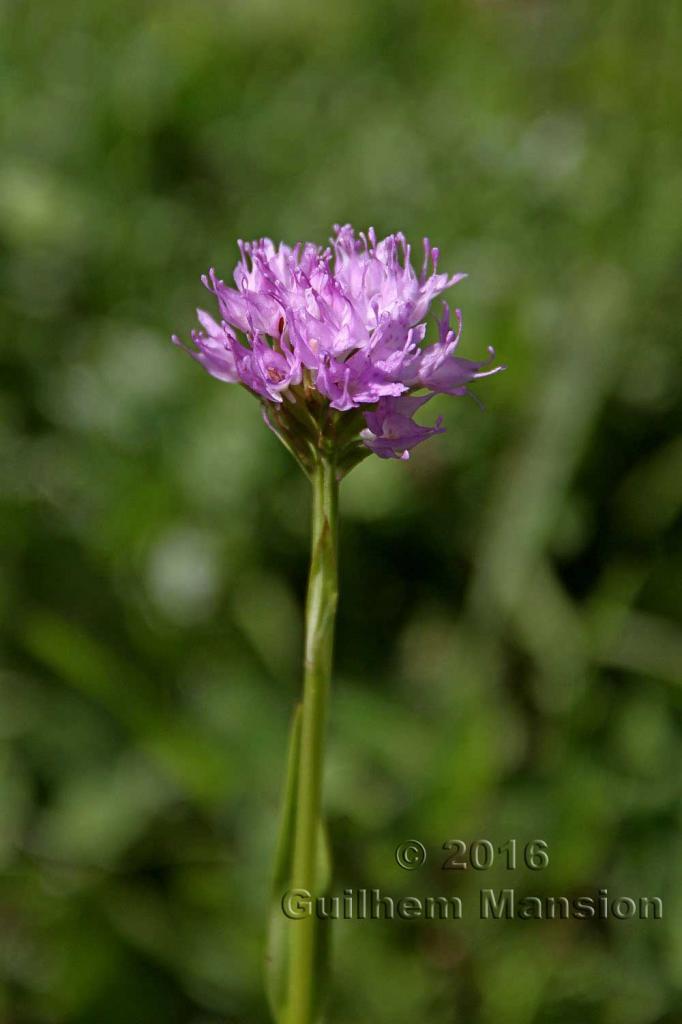 Traunsteinera globosa