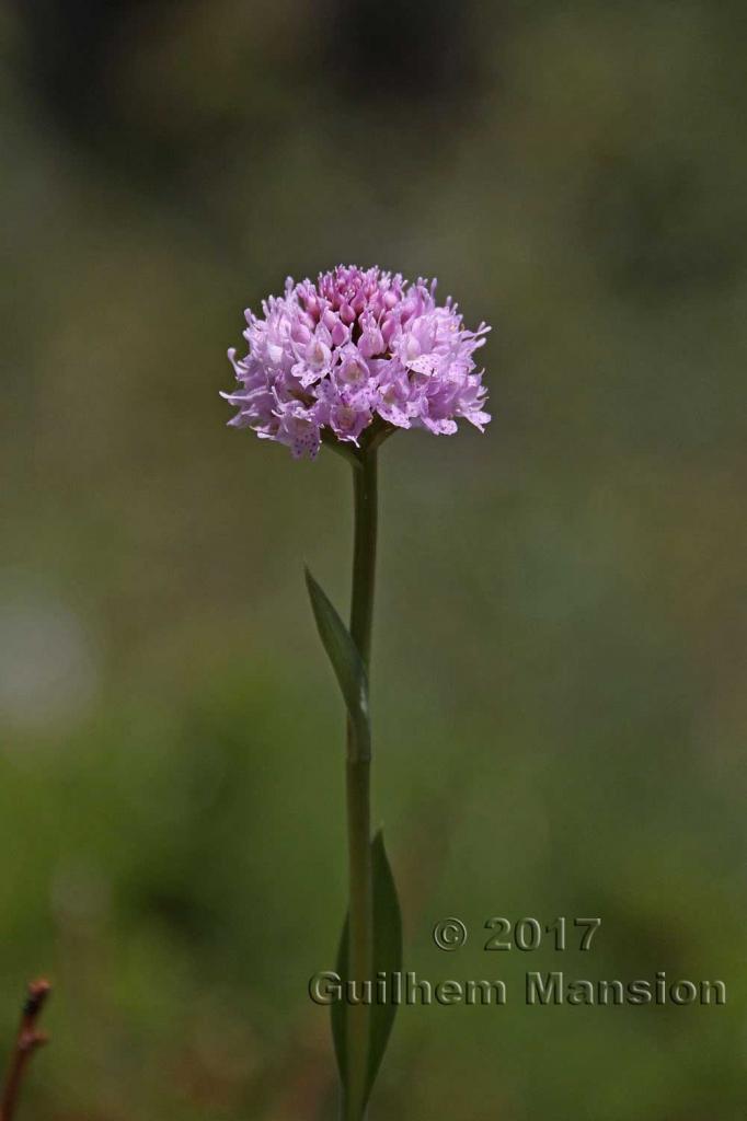 Traunsteinera globosa