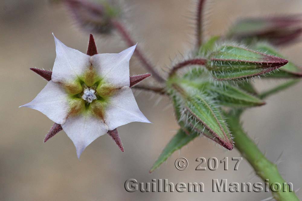 Trichodesma africanum