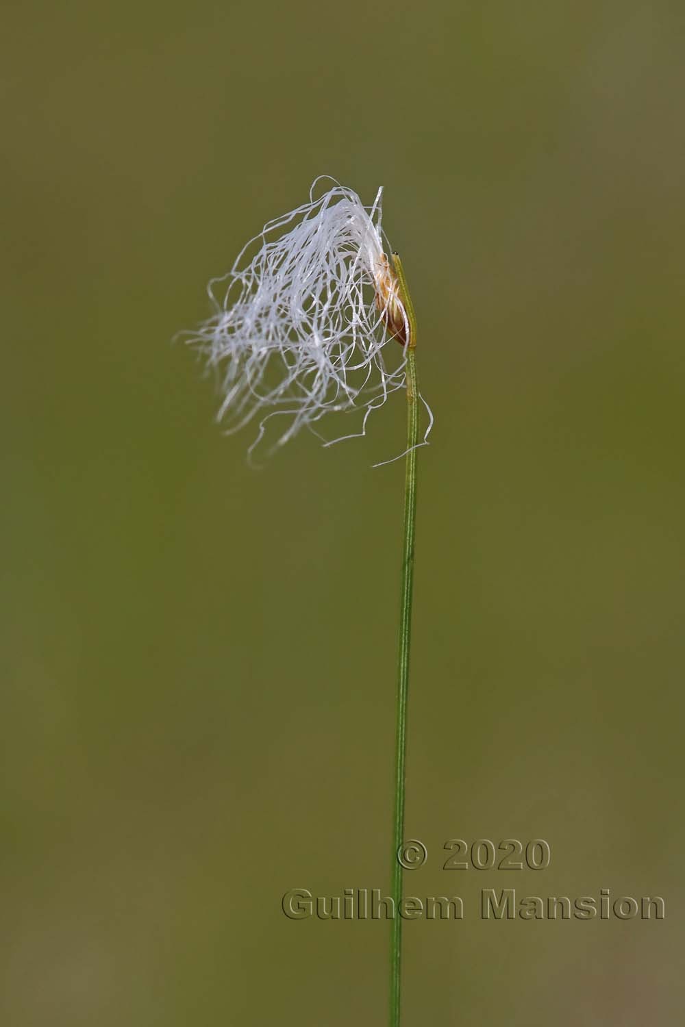 Trichophorum alpinum