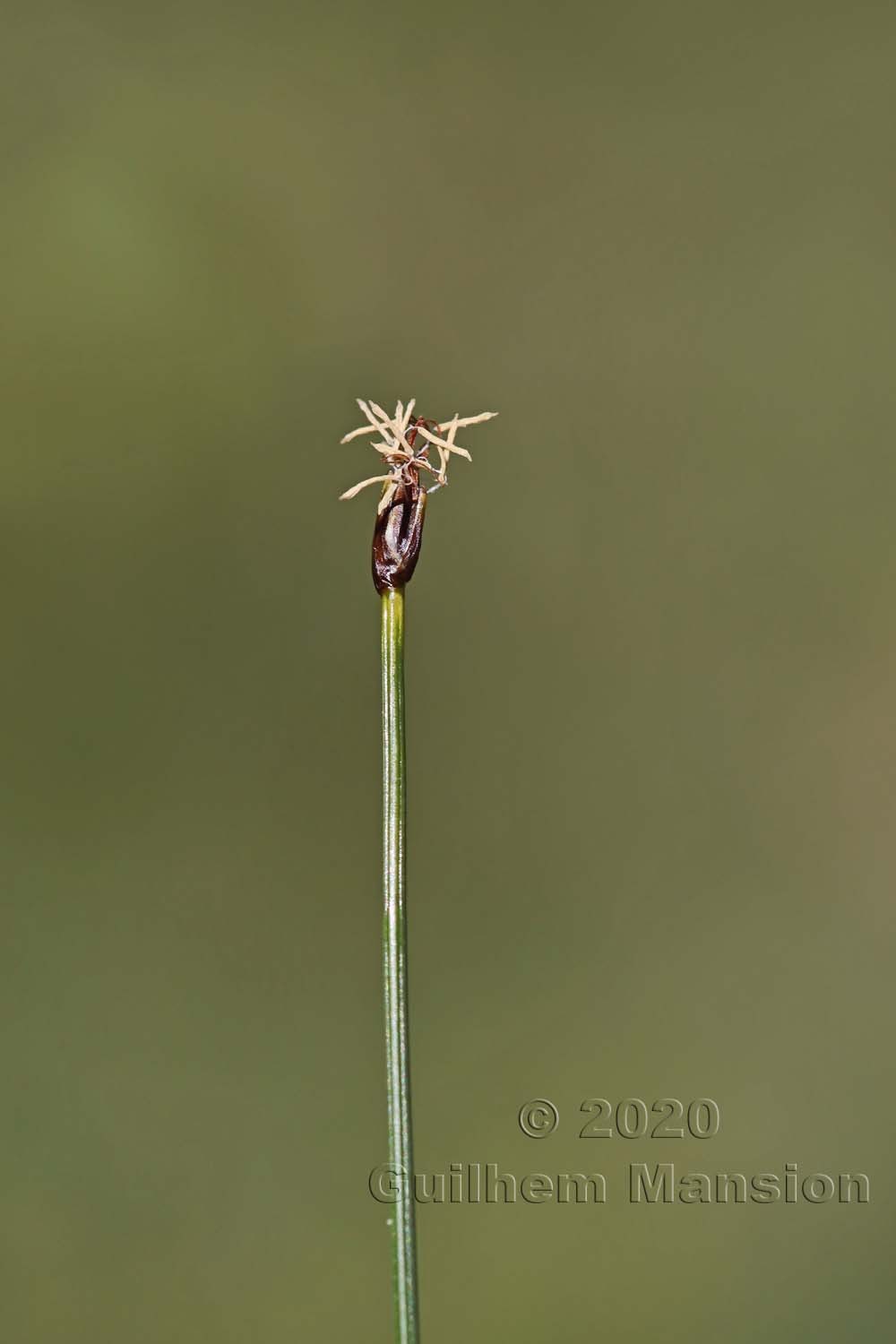 Trichophorum caespitosum