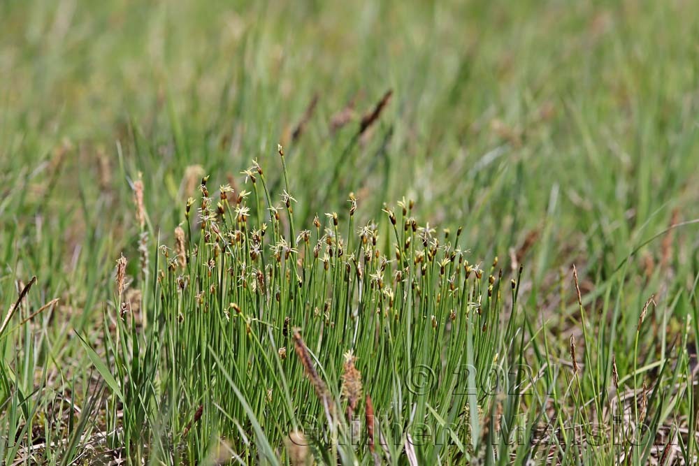 Trichophorum cespitosum