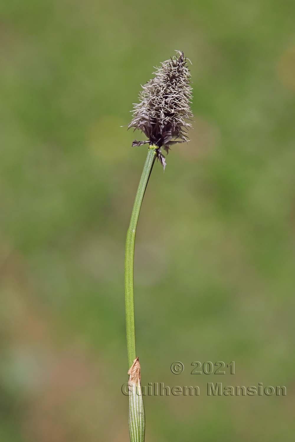 Eriophorum vaginatum