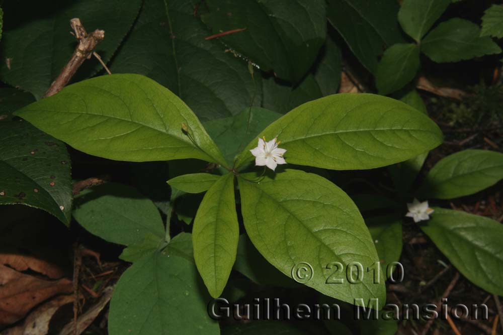 Trientalis latifolia