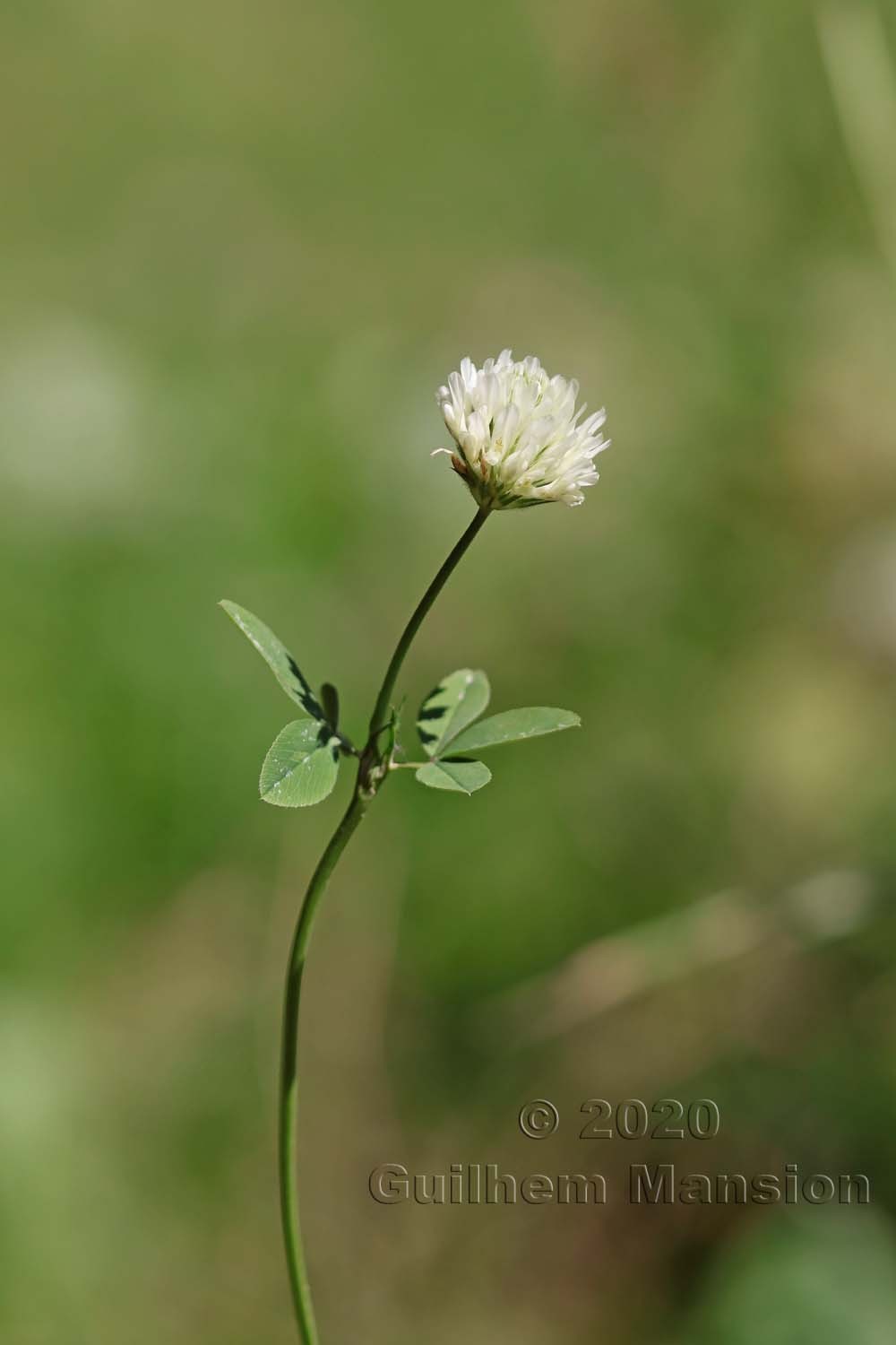 Trifolium alexandrinum
