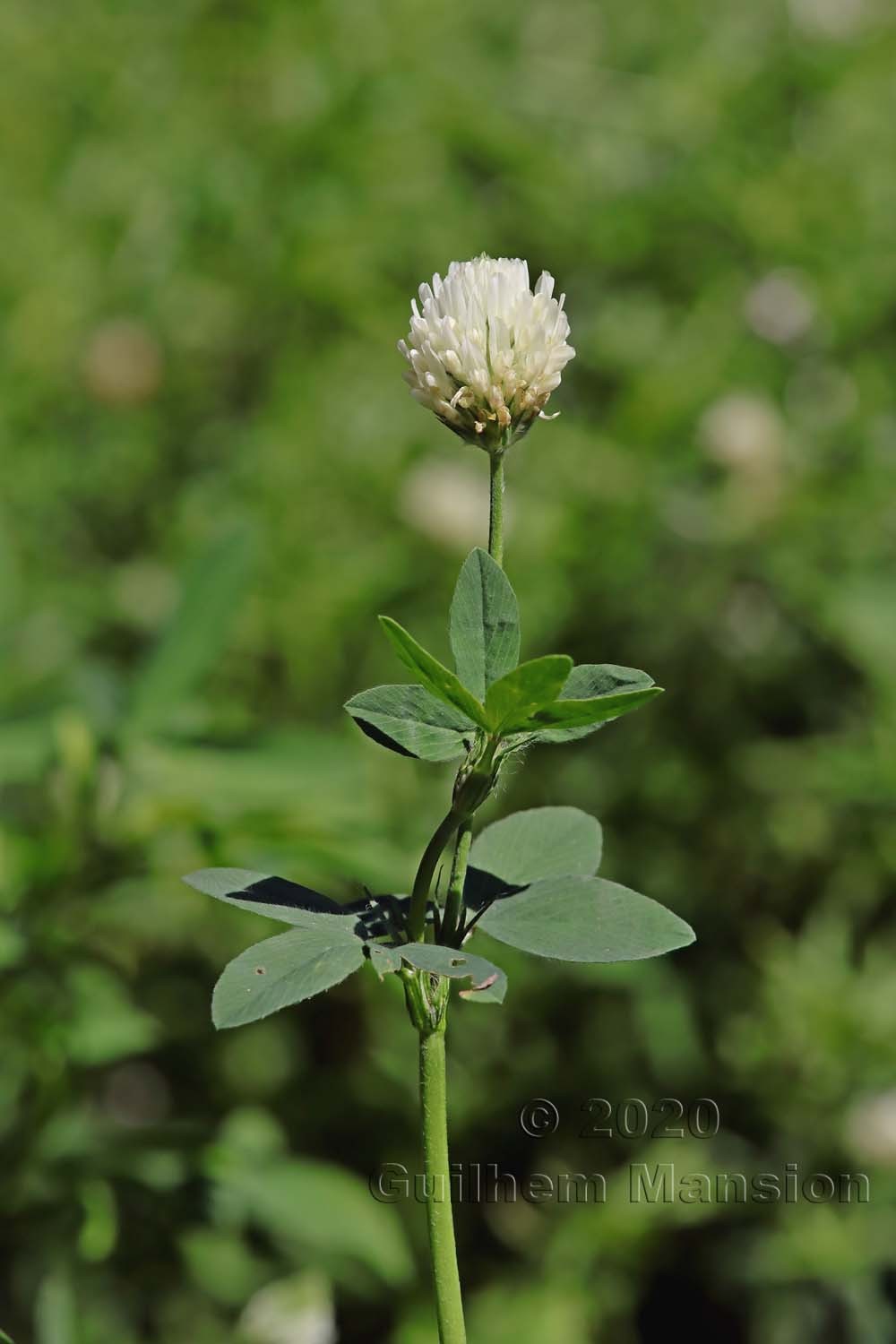 Trifolium alexandrinum