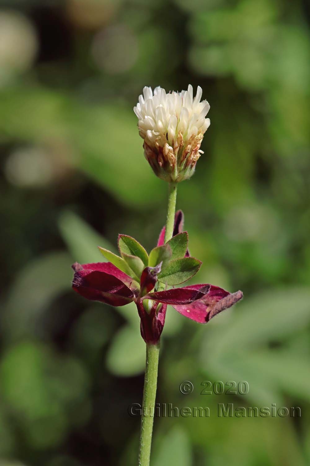 Trifolium alexandrinum