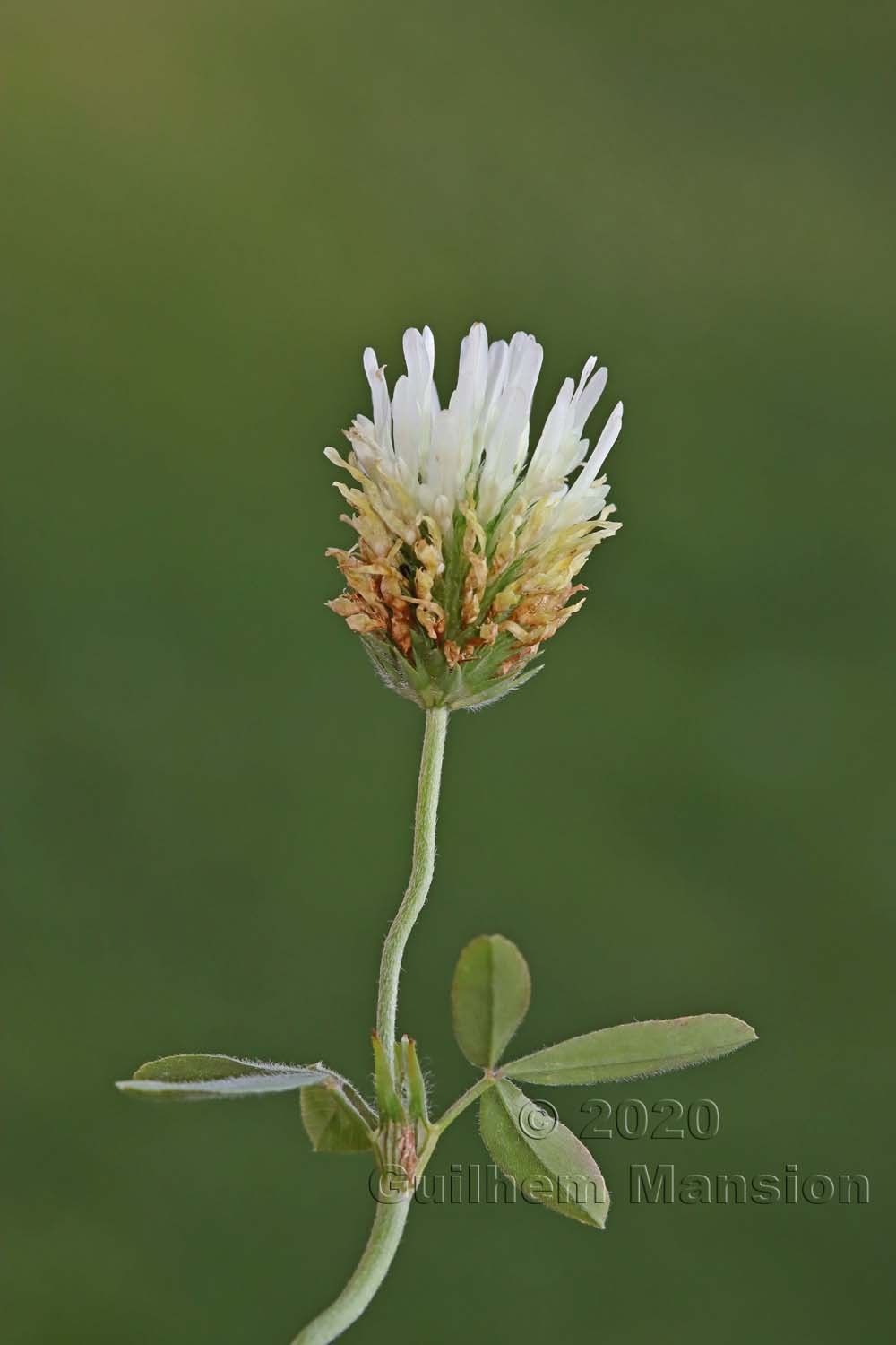 Trifolium alexandrinum