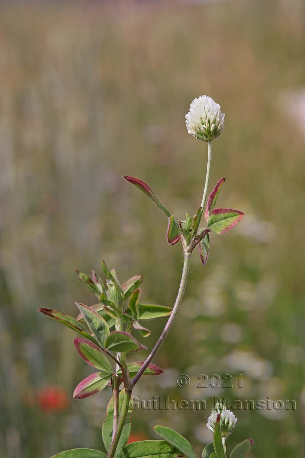 Trifolium alexandrinum