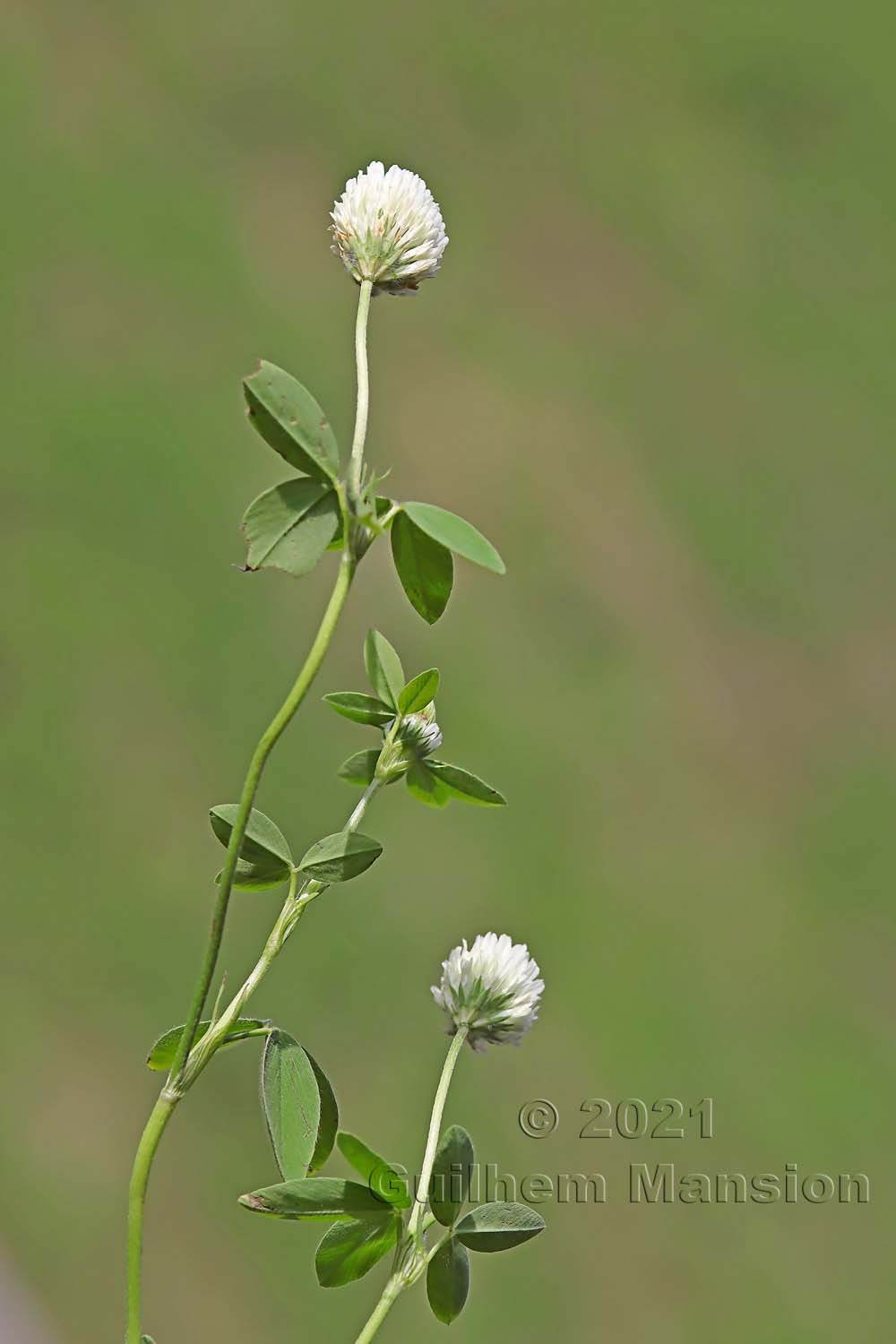 Trifolium alexandrinum