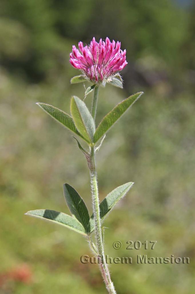 Trifolium alpestre