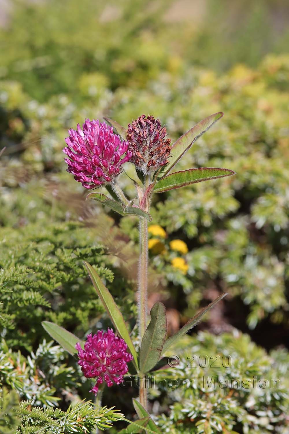 Trifolium alpestre