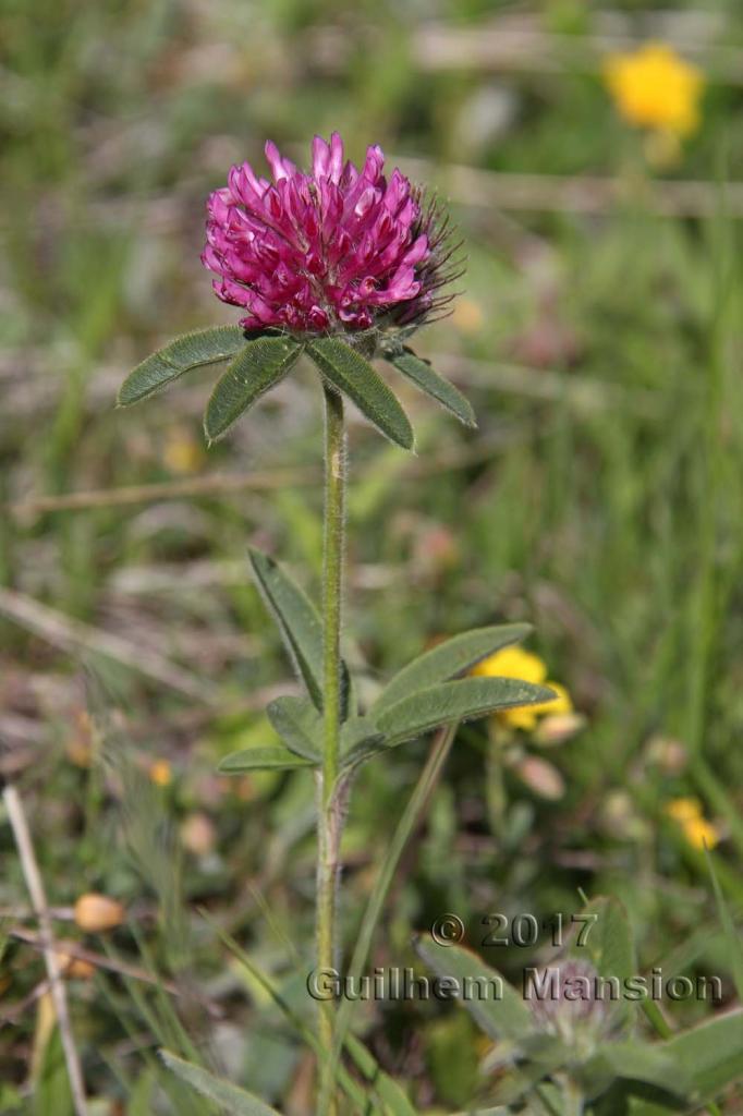 Trifolium alpestre