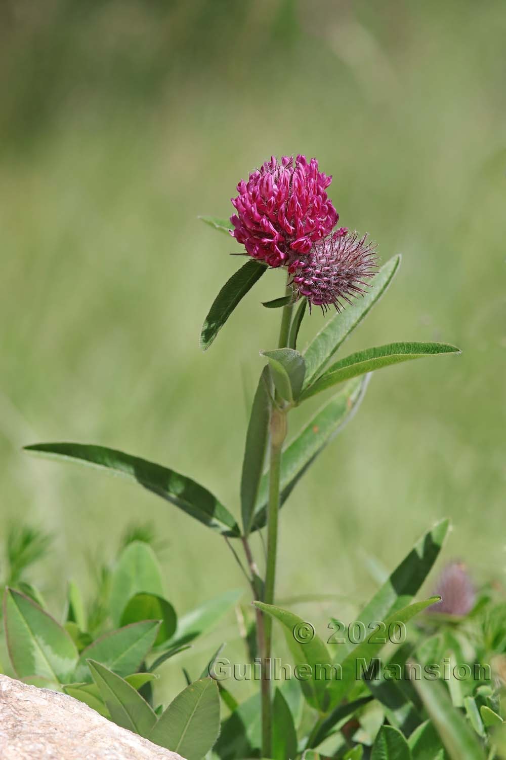 Trifolium alpestre