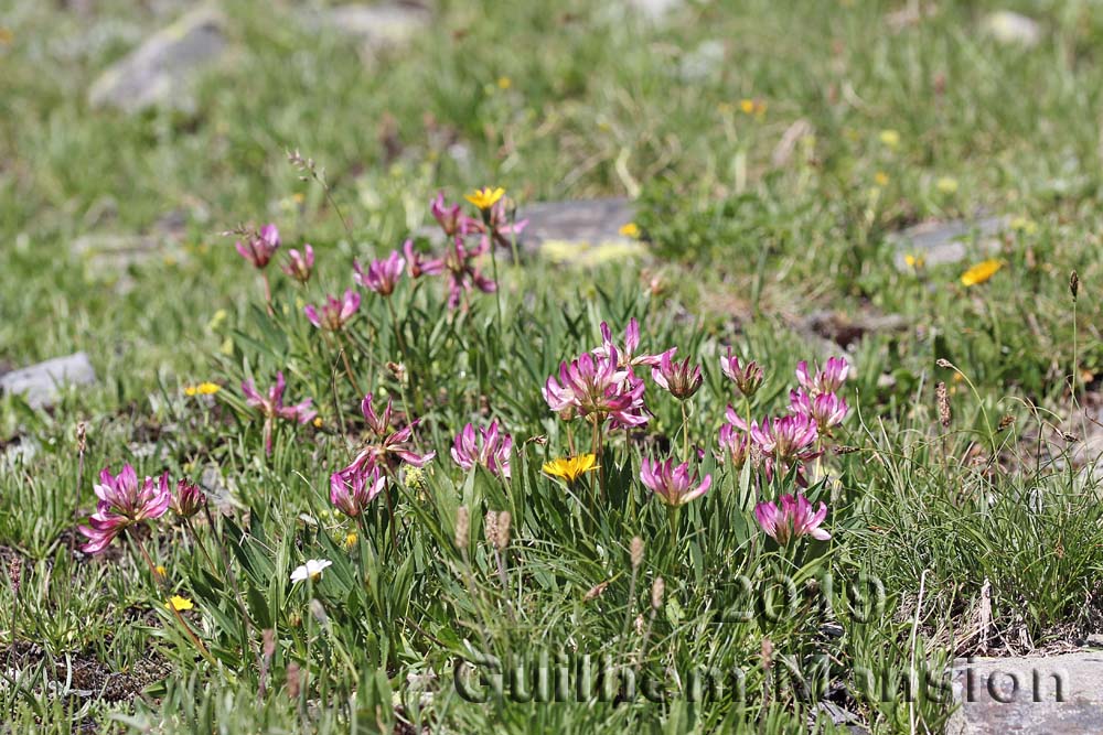 Trifolium alpinum